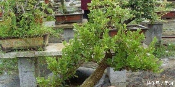 盆景美|沟边发现一棵黄杨,把树根挖回家,制作出的盆景美翻了!