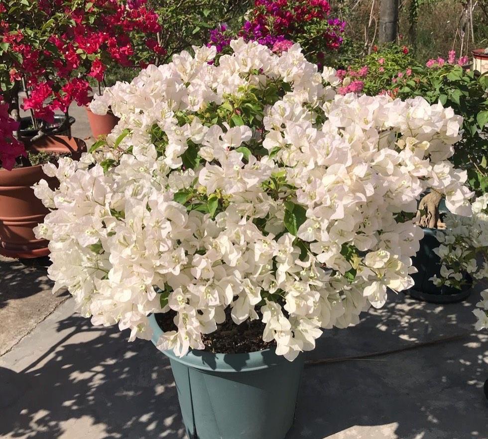 有机肥|让三角梅顺利开花,做好三步,花开大半年,比枝叶多