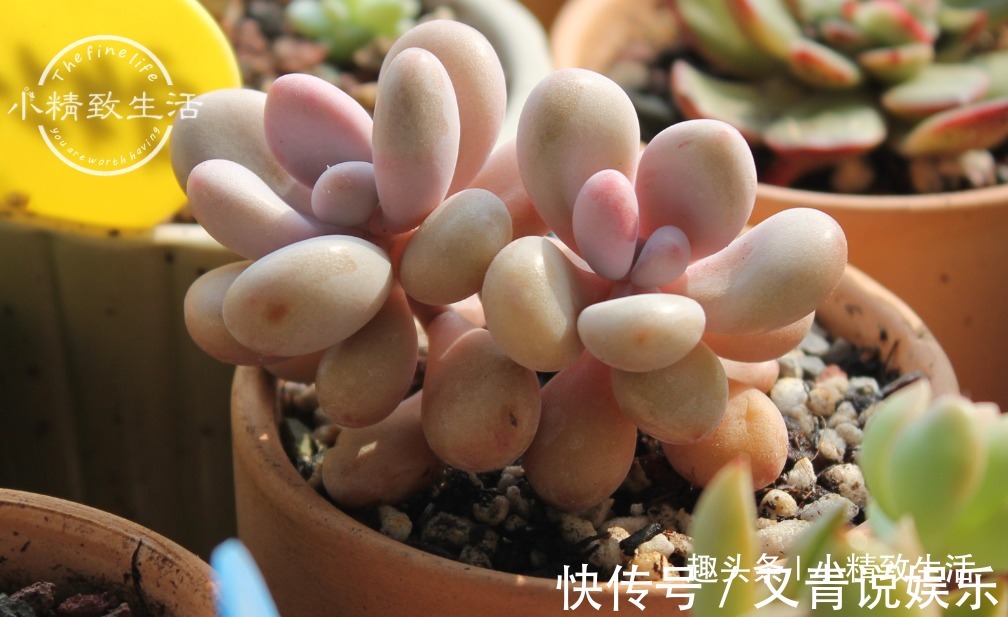 多肉阳台党度夏总结，收拾空盆，亡羊补牢，明年再战