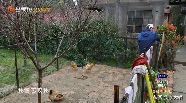 同样是怕鸡，张艺兴受宠彭昱畅被呵斥，待遇差距透露《向往》走向