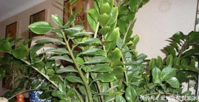 浇水|客厅养护“金钱树”，2个方法学好了，16天冒新芽，植株变高！