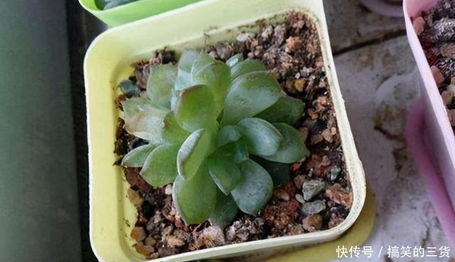 徒长|冬天养多肉，最怕3种水，一定要管住手，太勤快肉肉死的越快