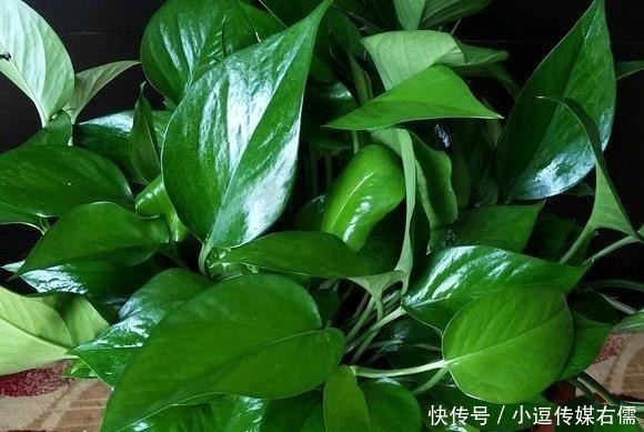 富贵竹|绿萝、富贵竹叶子发黄?听内行人说才晓得,是放错了位置