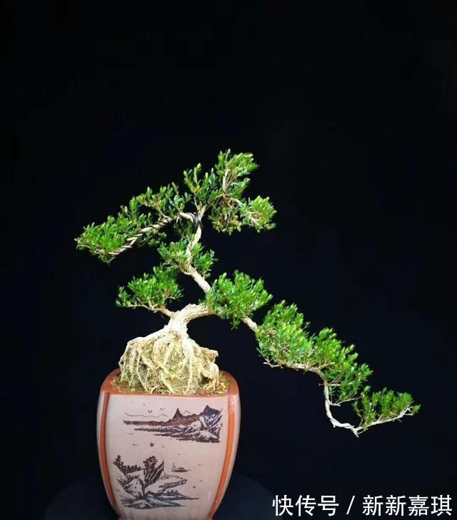 盆景|“盆景”如何修剪不同树种,不同时期我们都要做什么