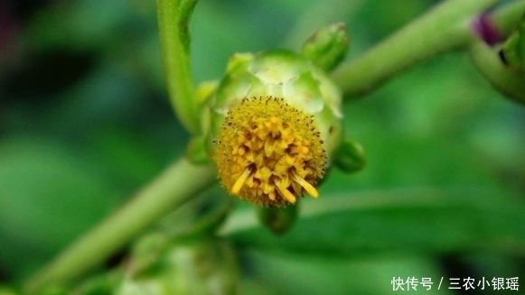 癞头草|此野草,嚼2片叶子可治牙痛,人称“癞头草”,可别拿去喂猪了