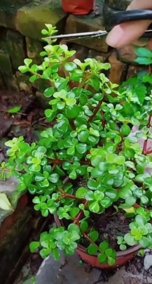 黄金叶|一个破酒瓶,养一棵金枝玉叶悬崖桩,叶片肥厚小巧,四季常青