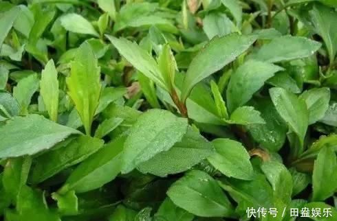 大肚腩|农村地头用来喂猪的野菜,却可以预防癌症,赶走大肚腩,早食早好