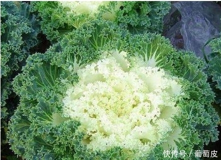 补肾壮骨|农村这些野菜功效高,健胃通络,还减肥补钙,城里人抢着吃。