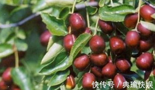 种植|提高免疫力、保护肝脏的枣,农民教你种植技巧收获优质高产枣!