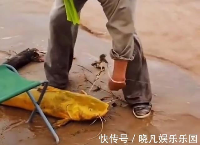 黄河|罕见!黄河“巨型黄辣丁”被人钓起,钓友:太大了,还能吃吗