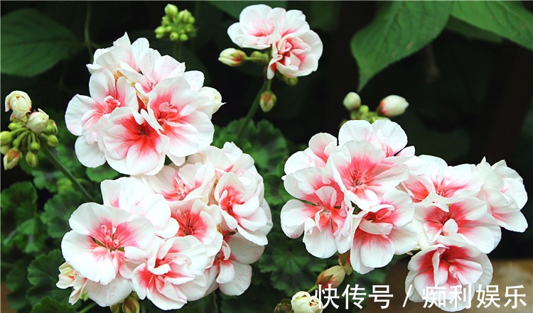 养天竺葵,常做1个小动作,叶片油绿发亮,开花红艳艳,爆花成球