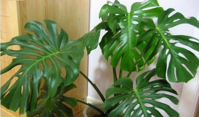 龟背竹烂根能救活吗?教你3个挽救小妙招,让龟背竹“起死回生”