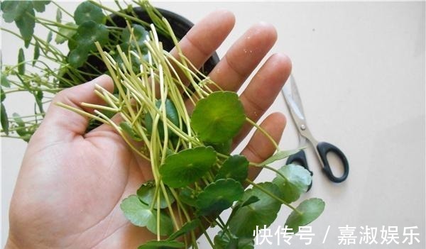 爆盆|让铜钱草“爆盆”很简单，记住3个字剪、肥、水，叶子挤满盆