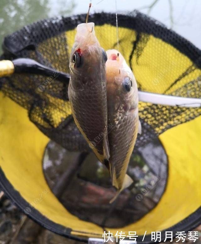 钓鲫鱼方法和窝料制作方法,自己研制的饵料,一般人我不告诉他