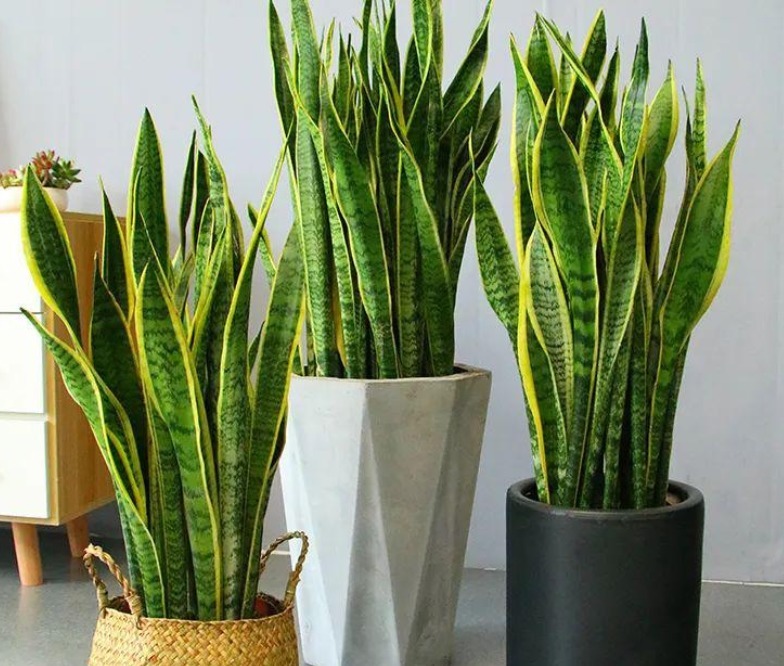 养殖虎皮兰,落实好“2多2少1勤”,叶子挺直,侧芽呼呼窜爆盆