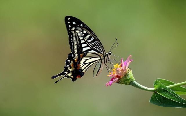 一起长大!新娘结婚出上联兔子不吃窝边草,难坏新郎,伴郎们对出8个下联