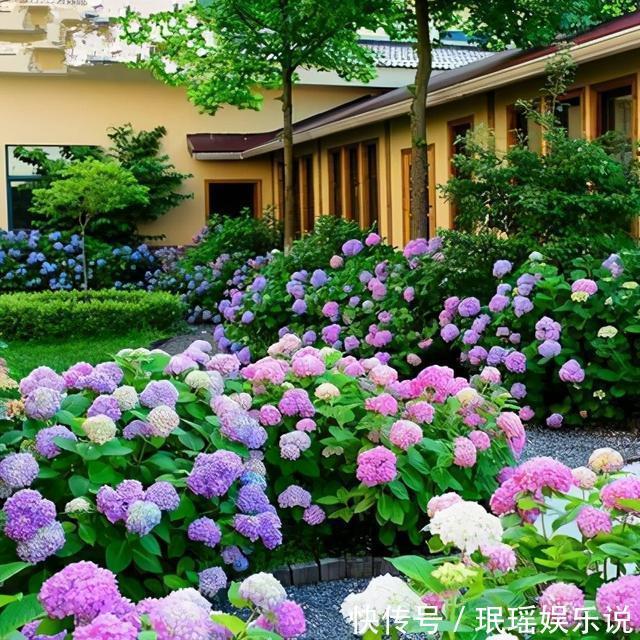 铁线莲|家有小院?养几种“不死花”,从来不用管,花开一片,延绵不断