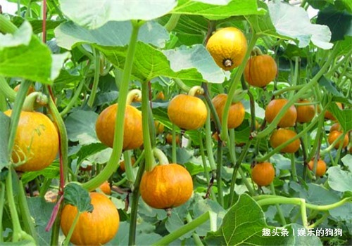 白刺果|女性不想显老,不妨多吃此食物,排毒养颜,补血美容,增强记忆力