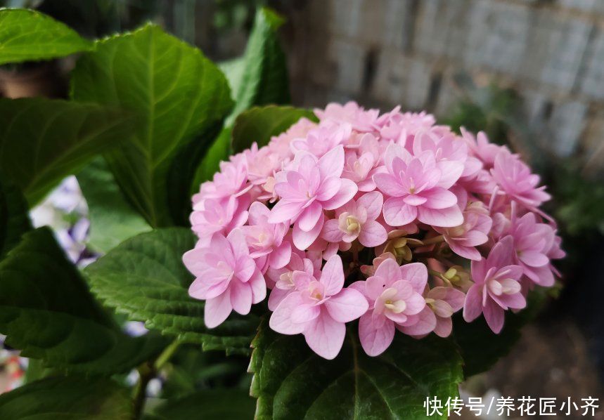 夏季|夏季高温盆土干得快，4种花不能缺水，否则黄叶枯叶，影响生长