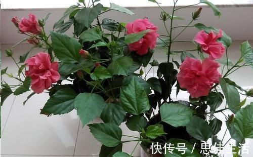 这10种花超级怕冷，再不搬进屋，小心只剩下盆了