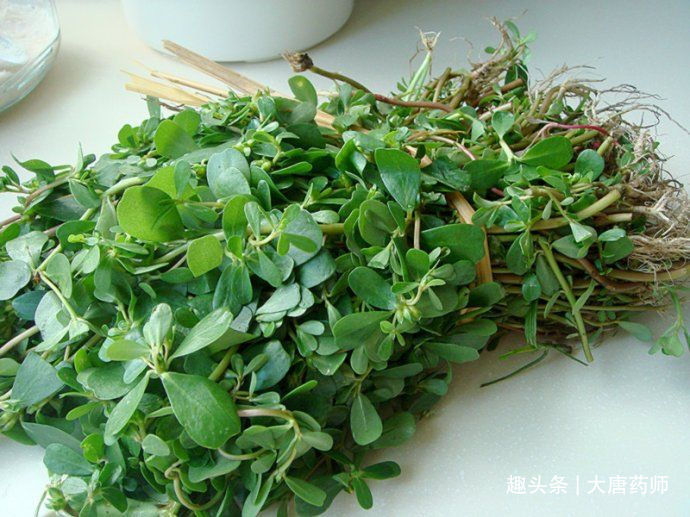 血热型|一味马齿苋,治病大功效!马齿苋的5大顶级妙用方,连中医都夸赞