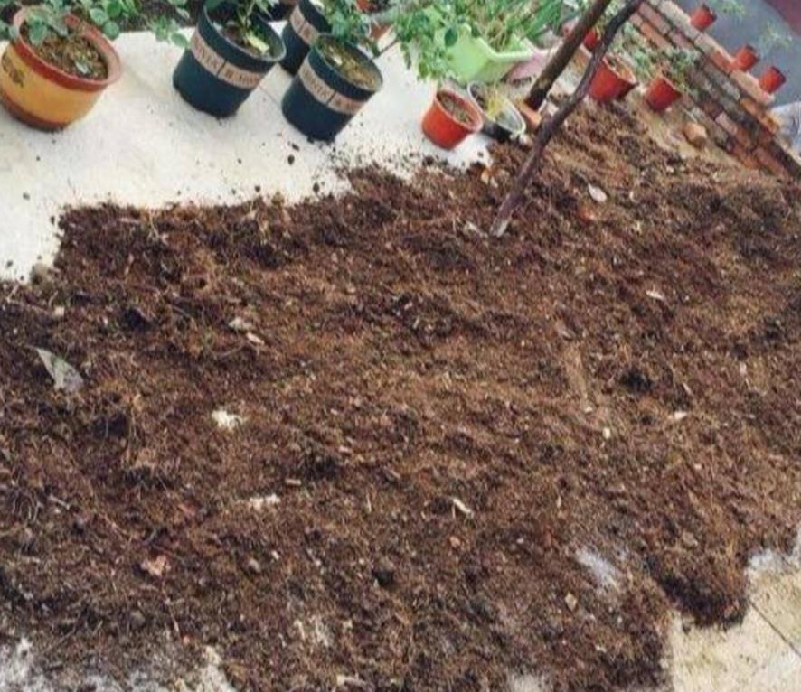 杀菌|山上收集回来松针土，别直接拿来养花，先要简单处理