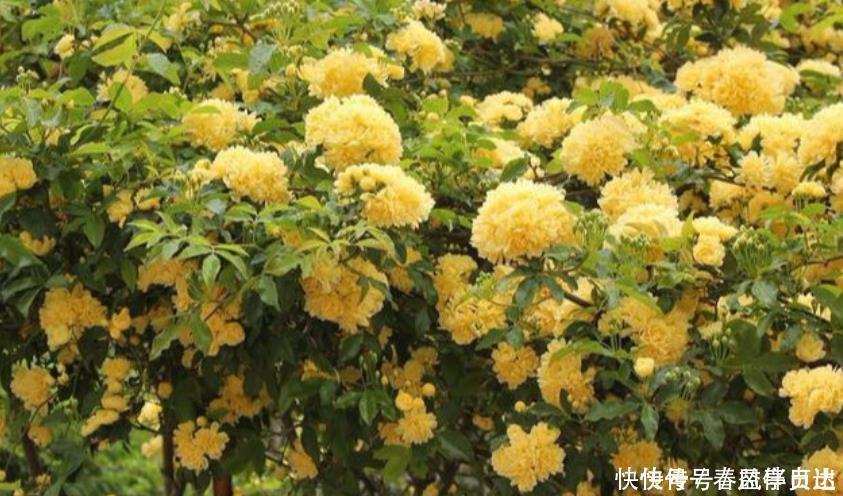 漂亮|最香的“4种花”，好养又漂亮，花香醉人，一养就上瘾