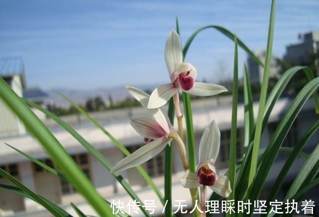 发芽|阳台养兰花,上盆做好5步骤,兰花发芽长得壮,年年开花香