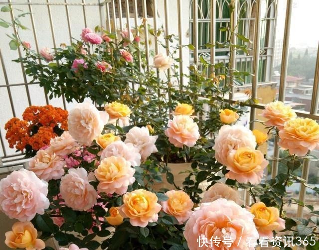 室内装扮|5种花“不吉利”,再喜欢也别放“室内”,你家若有,抓紧搬出去