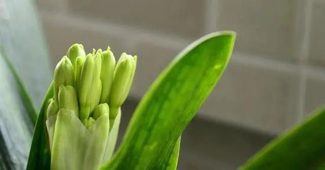 君子兰烂根|君子兰有“4怕”,避开后,出芽多,叶油亮厚实整齐,花儿旺