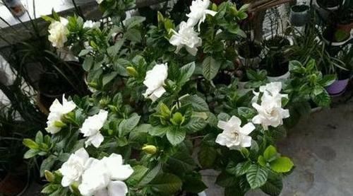 日常盆栽栀子花，满足3点要求，花朵可持久散发清香、制成花茶