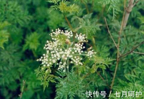 肢体|中医偏方治大病!一个中药外敷方,竟治好了脑梗塞!值得点赞!