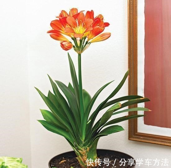 养花施肥,这“4大禁区”莫入,不然适得其反,啥花都会烂根黄叶!