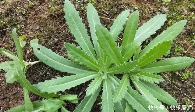 春天的农村里有这40种山珍野菜图片,让你轻松辨别山珍野菜