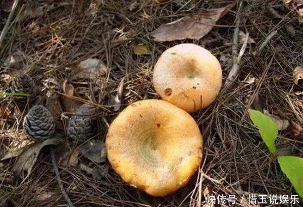 农村6种难得野味，好吃但是难找，全吃过的人不多，你吃过几种