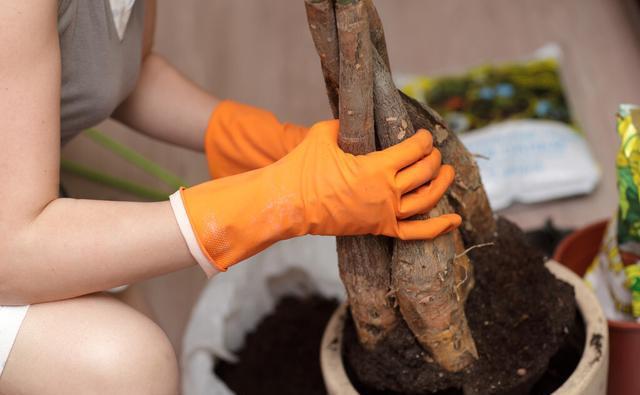 想把发财树养得枝繁叶茂,三个关键要做到位