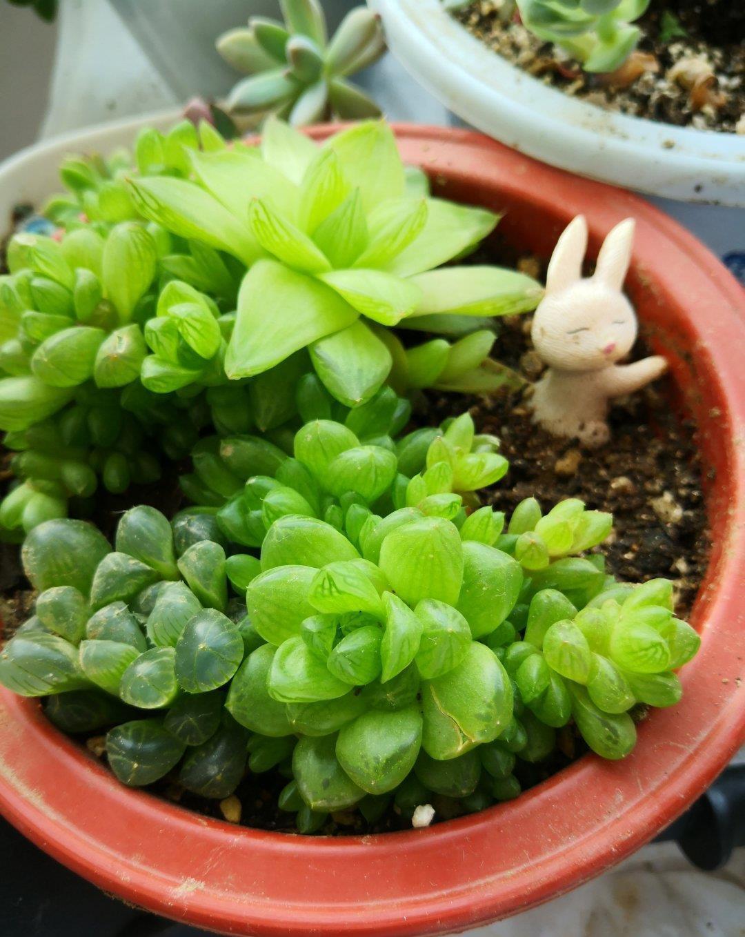 多肉|露养的多肉没状态,满足“三条件”,上色快,还容易爆小崽