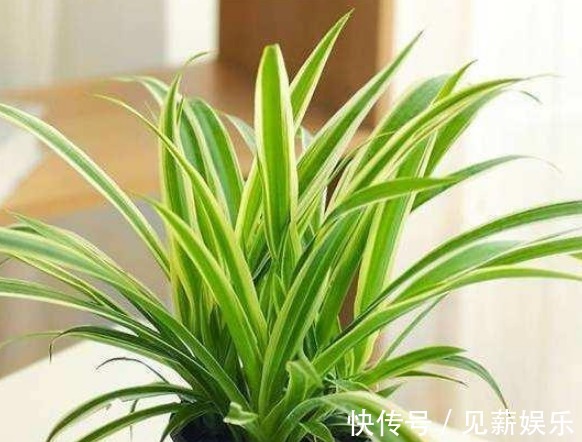 废油|吊兰、蟹爪兰养不好挖个洞,填点“料”,新芽猛窜,花朵多又艳