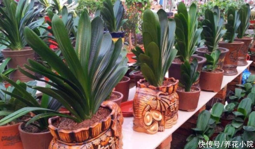君子兰|秋天养君子兰，用上2种肥，植株长得旺，利于抽箭开花