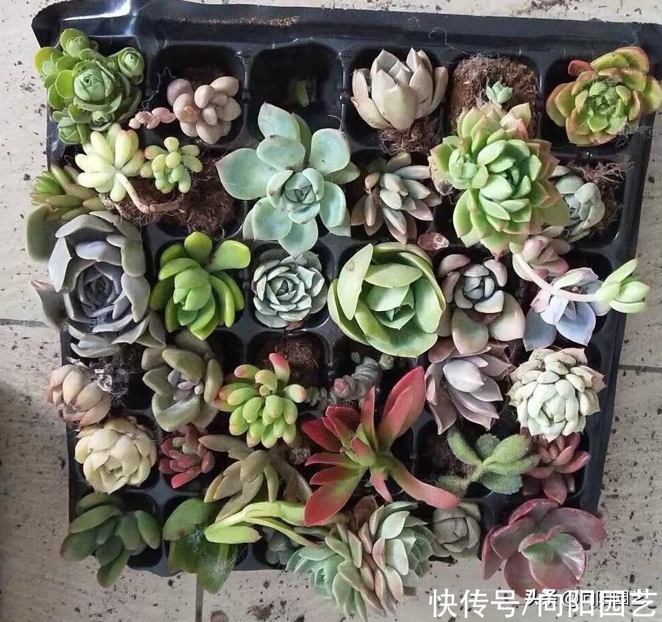 多肉植物|九块九的多肉穴苗，10个品种，值得买吗？眼光放远点，不要买