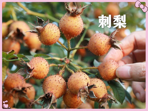 果子|小时候常吃的12种“野果子”,现在很少见了,吃过的年龄不小了