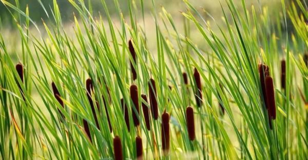 植物|《诗经》里的蒲是什么植物?