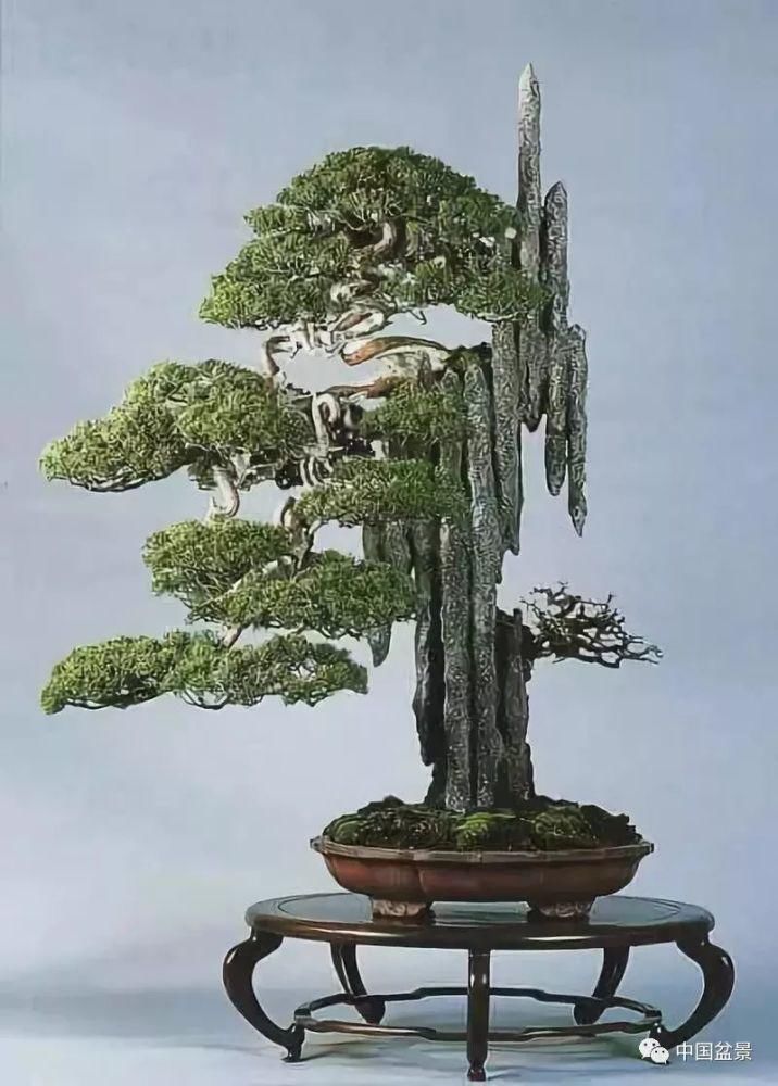 盆景,到底玩什么?