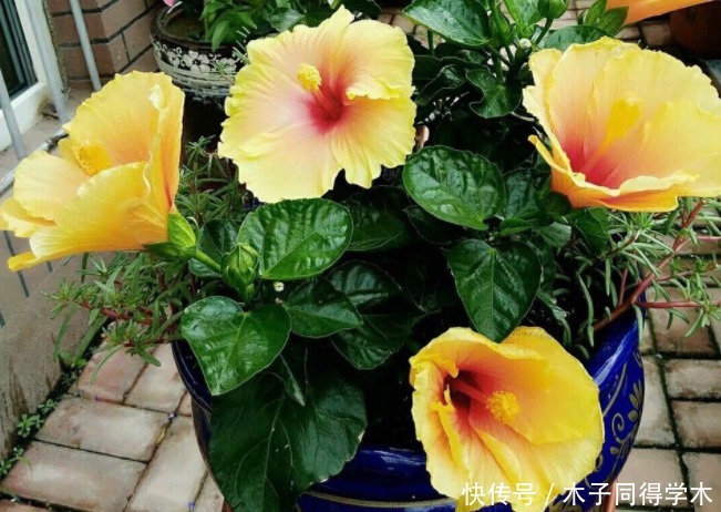 春天养“勤花”，盆栽此3样，照顾到“重点”，四季开不停