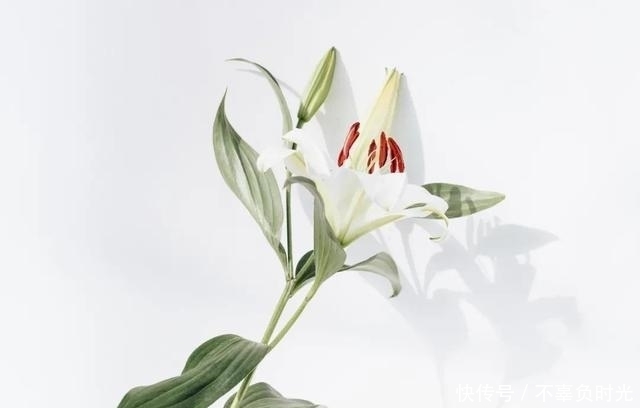 脾虛百病生，《傷寒論》教你健脾祛濕