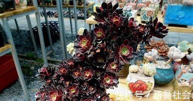 黑法师|3种多肉,天热少浇水,养护成“老桩”,欣赏价值高