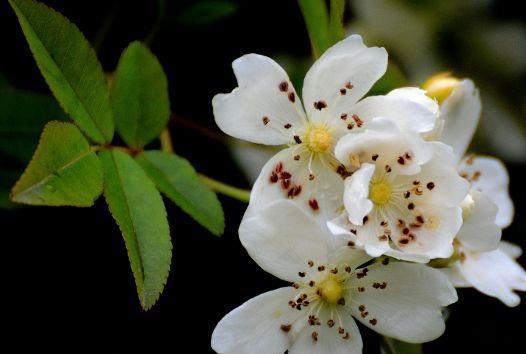 上美|漂亮又皮实的几种花,超好养的,放在阳台上美如花海