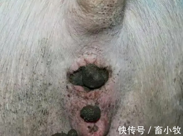 太保|母猪便秘是什么原因引起的?母猪便秘的主要原因,都在这里了