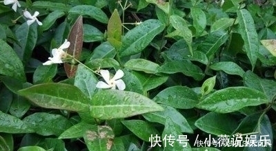 农民|围墙上的植物,农民不了解,是一种上好的煲汤料,强筋壮骨效果好