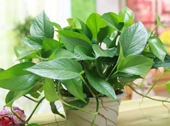 养花就养这几款,好养易开花,花香四溢飘满屋,美爆了